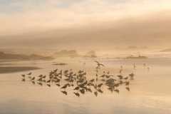 TheSeaSanctuary-27