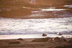 TheSeaSanctuary-5