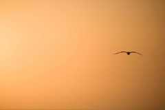TheSeaSanctuary-6